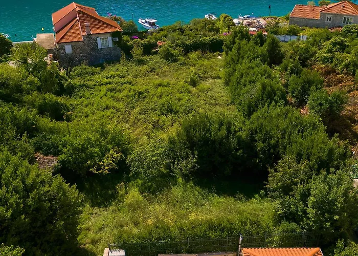 Hedera Estate, Hedera X * Mokošica